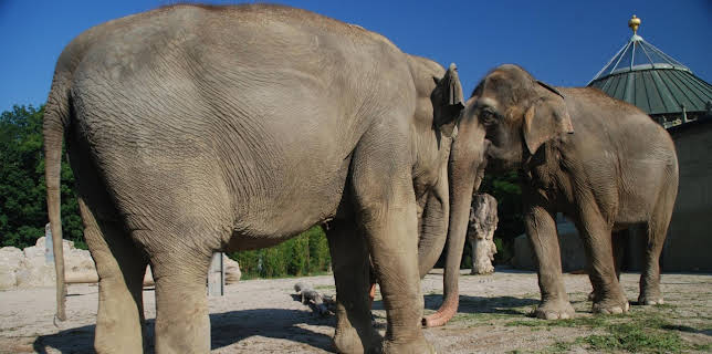 13:50: Nashorn, Zebra & Co. (147) | WDR Fernsehen | 12/22 2025