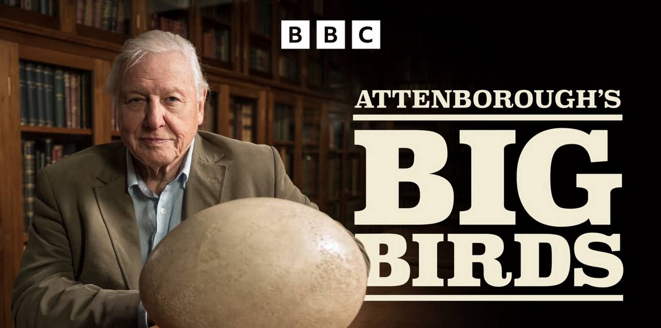 Attenborough's Big Birds
