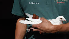 Leopard, Seebär & Co. (174)