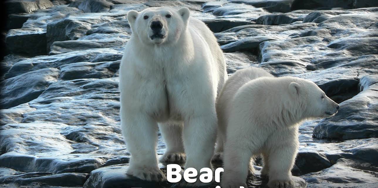 Bear Essentials (2015)