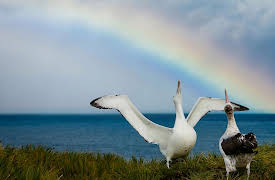 Polar Explorations: Seabirds of the Arctic and Antarctic