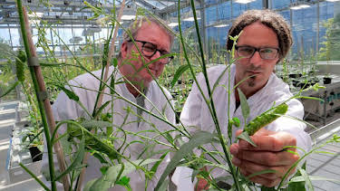11:00 PM: The Secret Genius of Plants (S1) | BBC Four | 8/25 2026