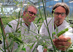 The Secret Genius of Plants