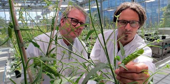 8:00 PM: The Secret Genius of Plants (S1) | BBC Four | 3/4 2026