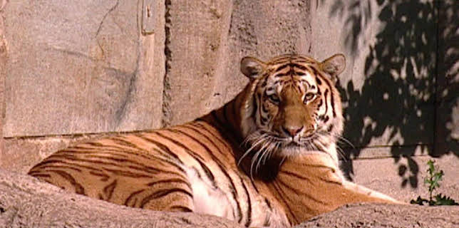 10:35: Elefant, Tiger & Co. (264) | MDR Fernsehen | 11/24 2025