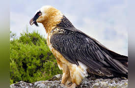 Extreme Africa: The Simien Mountains