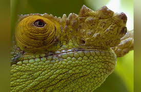 Land of Gremlins - Season 1 (4K UHD): Castaway Island