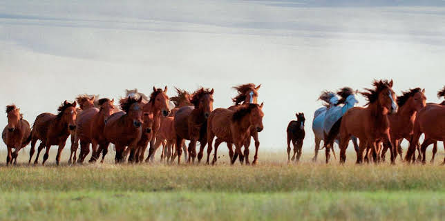 17:41: Durch das Jahr in der weltweiten Wildnis | Arte | 11/20 2025