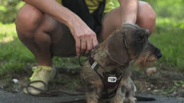 22:10: Praxis Dr. Dreesen - Ein Hof für Tiere | Sat1 Gold | 4/16 2026