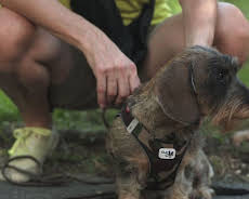 Praxis Dr. Dreesen - Ein Hof für Tiere