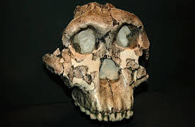 Big History: The Big Bang, Life on Earth, and the Rise of Humanity: Hominines