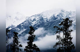 Wild Rockies: Balancing the Forest