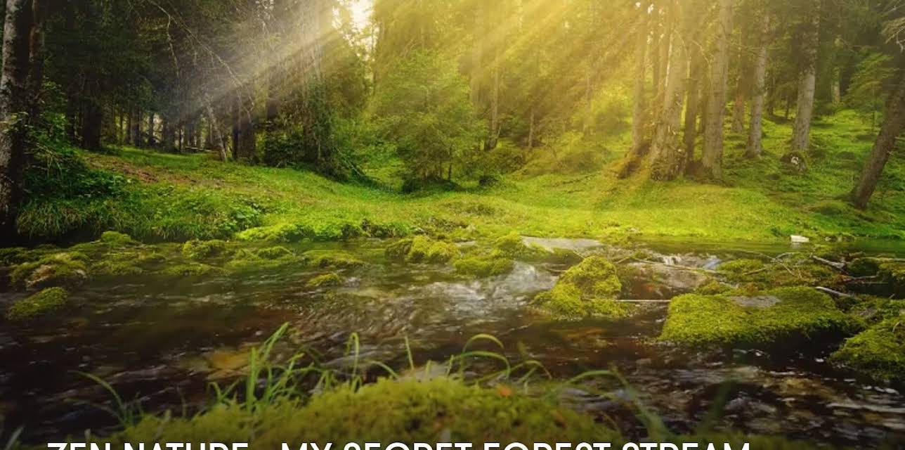 Zen Nature : My Secret Forest Stream (2023)
