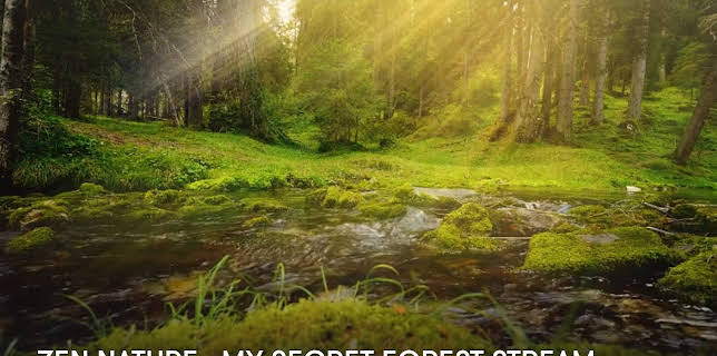 Zen Nature : My Secret Forest Stream (2023)