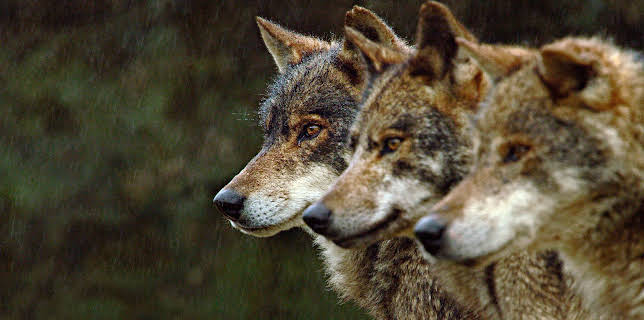 16:15: Portugal - Europas wilder Westen | 3SAT | 11/19 2025