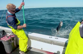 Fiskekrigen: 24-timerskrigen