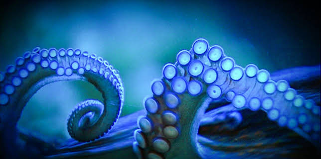 10:35: Elefant, Tiger & Co. (267) | MDR Fernsehen | 11/27 2025