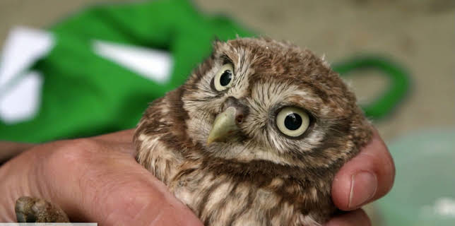 11:30: Die Nordreportage: Der Steinkauz- und Seehundretter | NDR Fernsehen | 11/18 2025