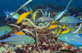 Planet Earth Season 1 (Narrator - David Attenborough): Shallow Seas (Narrator - David Attenborough)