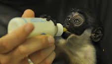 Panda, Gorilla & Co. (39)