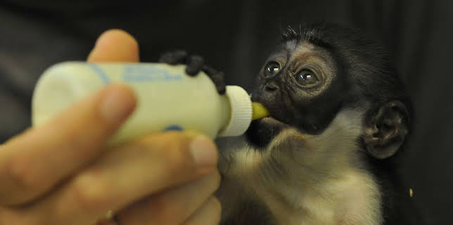 07:00: Panda, Gorilla & Co. (39) | RBB Fernsehen | 3/14 2026