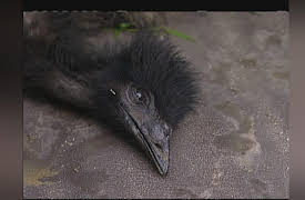 Crocodile Hunter Diaries: Matters of Life & Death