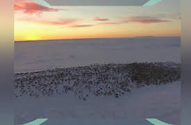 Hooray Hippo: Discover Reindeer in the Arctic