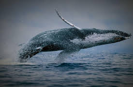 World of the Wild: Water Planet Open Ocean