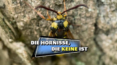 06:55: Das kleine 1x1 der Artenkunde | HR Fernsehen | 5/7 2026