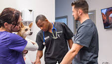 The Vet Life (S2 E12)