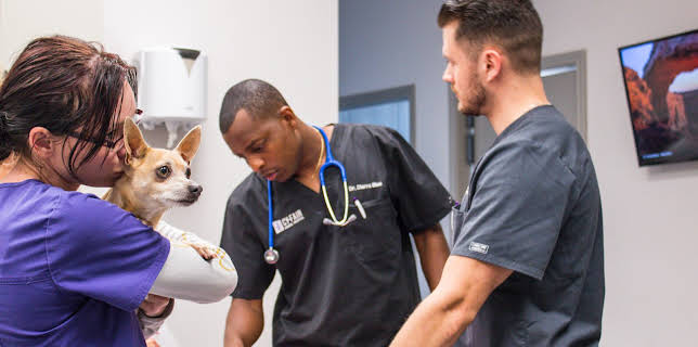 03:00: The Vet Life (S2 E12) (S2) | Animal Planet | 10/30 2025