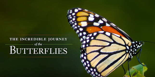 The Incredible Journey of the Butterflies (1974)