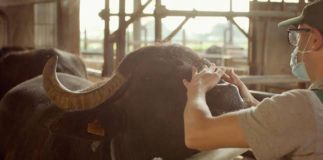 10:55: Documental  La Italia Que Gusta | LA 2 | 11/4 2025