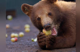 Wild Bear Rescue: A Taste of Freedom