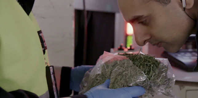 20:30: Toll | TV 2 Zebra | 11/9 2025