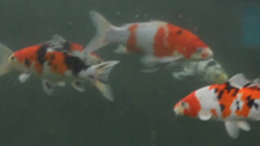 20:00: Tanked (S2 E11) (S2) | Animal Planet | 5/3 2026