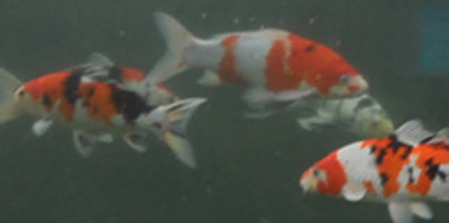 20:00: Tanked (S2 E11) (S2) | Animal Planet | 3/1 2026