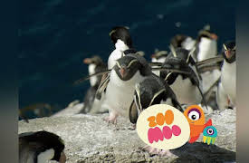 Dance Fever: Crested Penguins