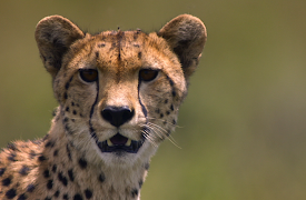 Great Migrations: Rhythm of Life