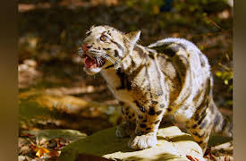 Baby Animals: Surrogate Families