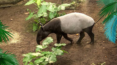 12:00: Elefant, Tiger & Co. | NDR Fernsehen | 3/30 2026