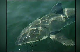 Shark Week: 20th Anniversary Collection: Air Jaws: Sharks of South Africa