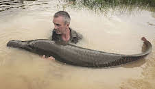 Giganten unter Wasser - Riesenfischen auf der Spur