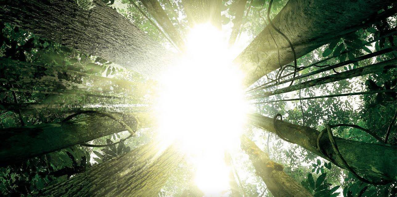 Once Upon A Forest (1993)