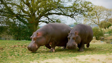 9:30 AM: Animal Park | BBC One | 8/11 2026