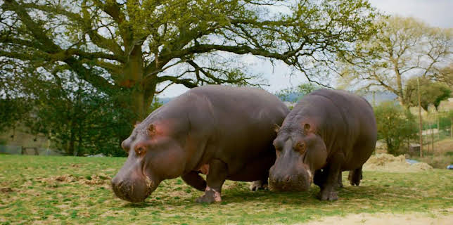 2:30 PM: Animal Park | BBC One | 1/22 2026