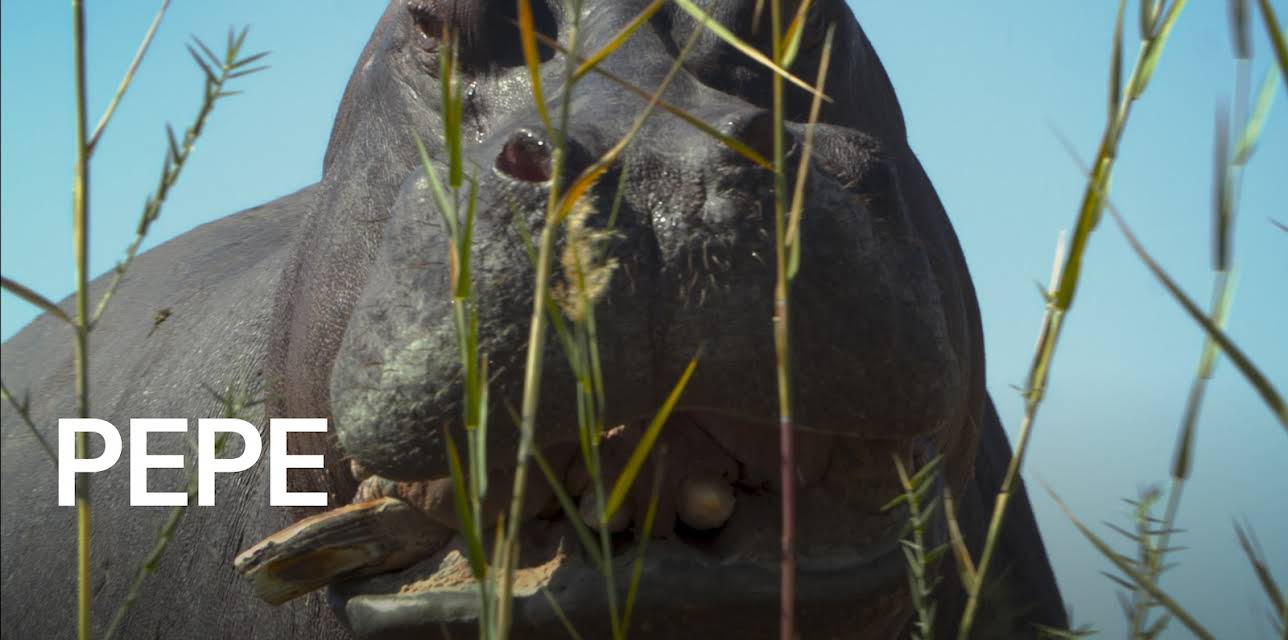 Pepe (2025)
