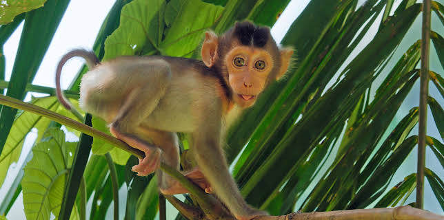 23:55: Säugetiere (6/6) | 3SAT | 11/9 2025