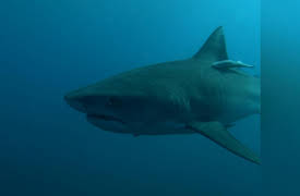 Deadly Hunters S1: Deadly Jaws