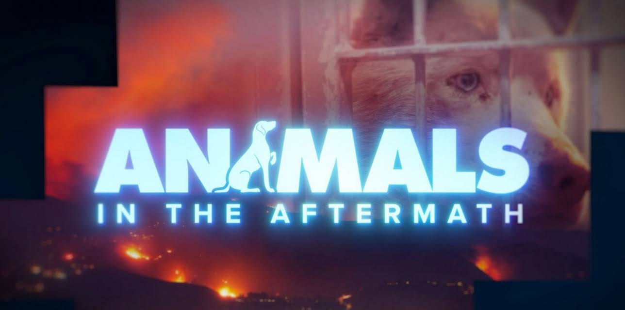 Animals in the Aftermath (2025)